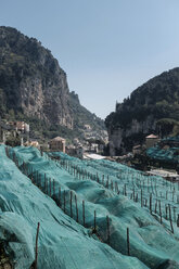 Italien, Kampanien, Amalfi, Valle delle Ferriere, mit Netzen bedeckte Zitronenplantage - HLF000975