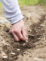 Senior woman sowing wax beans in a vegetable garden. - HAWF000914