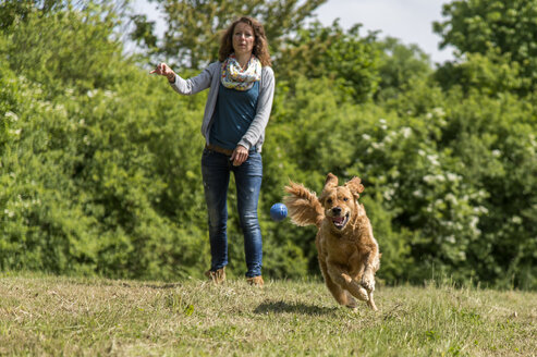 Woman throwing ball, golden retriever running on meadow - FRF000438