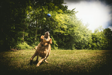 Junger Golden Retriever schnappt blauen Ball auf Wiese - FRF000439