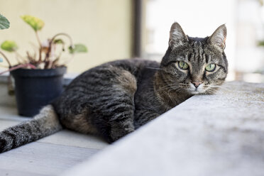Porträt einer getigerten Katze auf einer Terrasse - MAUF000652