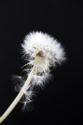 Aging blowball in front of black background, close-up - MYF001496