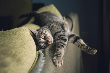 Tabby cat relaxing on a couch - RAEF001166