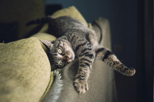 Getigerte Katze entspannt sich auf einer Couch - RAEF001166