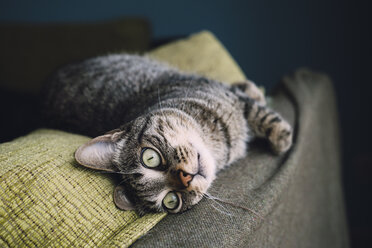 Getigerte Katze entspannt sich auf einer Couch - RAEF001167