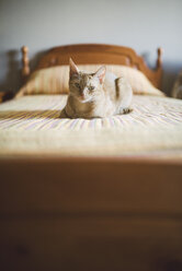 Cat lying on bed - RAEF001170