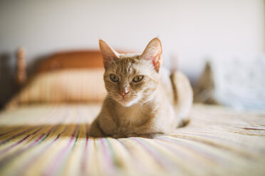 Portrait of cat lying on bed - RAEF001171