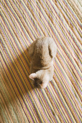 Cat lying on striped blanket seen from above - RAEF001172