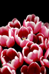 Tulpen vor schwarzem Hintergrund, Nahaufnahme - JTF000739