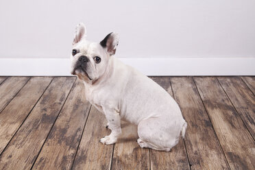 Portrait of French bulldog sitting on the wooden floor - RTBF000213