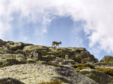 Spain, Sierra de Gredos, ibex in mountains - LAF001656