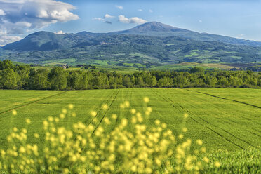 Italien, Toskana, Val d'Orcia, Blick auf Felder und hügelige Landschaft im Frühling - LOMF000268