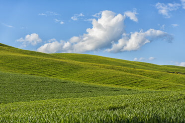 Italien, Toskana, Val d'Orcia, Blick auf Felder und hügelige Landschaft im Frühling - LOMF000269