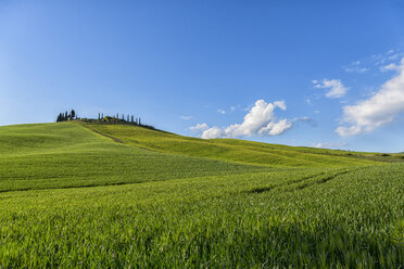 Italien, Toskana, Val d'Orcia, Bauernhaus und Felder im Frühling - LOMF000270