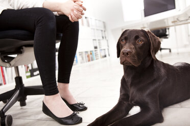 Labrador Retriever auf dem Boden liegend im Büro neben dem Besitzer - MFRF000714