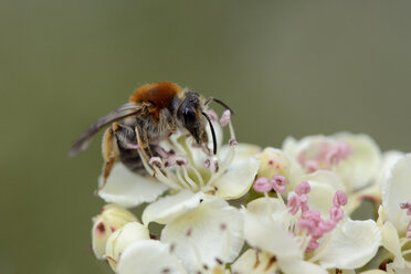 Einsame Biene auf einer Blüte - MJOF001183