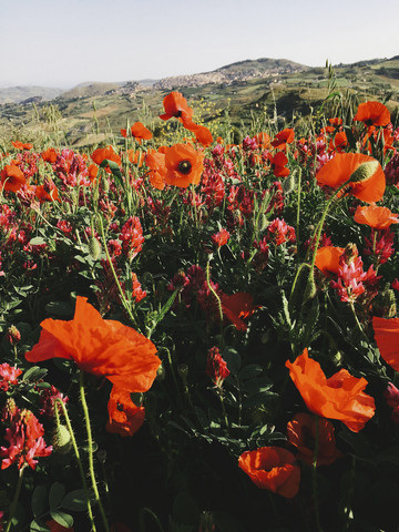 Italy, Sicily, Blooming Red Poppies stock photo