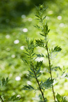 Mugwort, Artemisia vulgaris, healing plant - CSF027442