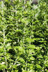 Sea wormwood, Artemisia maritima - CSF027443