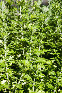 Meer-Wermut, Artemisia maritima - CSF027443