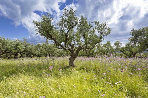 Greece, Zakynthos, Olive trees, Olea europaea - FPF000080