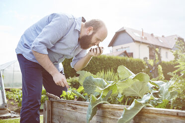 Junger Mann arbeitet im Garten, riecht frische Erde - SEGF000551