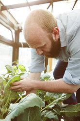 Young man working in green house - SEGF000554