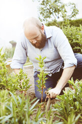 Junger Mann arbeitet im Garten, sät Pflanzen - SEGF000559