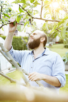 Young man checking knosps on apple tree in garden - SEGF000560