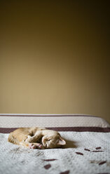 Cat resting on a bed - RAEF001181