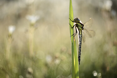 Hairy dragonfly, Brachytron pratense - MJOF001184