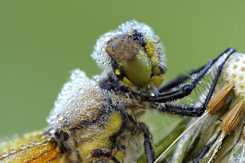 Vierfleckiger Ziseleur, Libellula quadrimaculata, Porträt, Nahaufnahme - MJOF001186