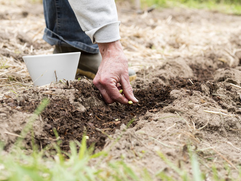 Senior woman sowing soybeans stock photo