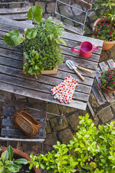 Gartenarbeit, verschiedene Heil- und Küchenkräuter und Gartengeräte auf dem Gartentisch - GWF004706