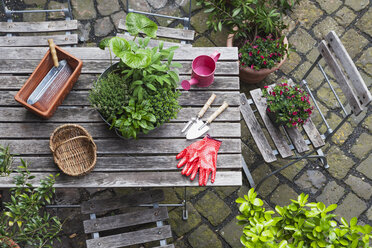 Gartenarbeit, verschiedene Heil- und Küchenkräuter und Gartengeräte auf dem Gartentisch - GWF004707