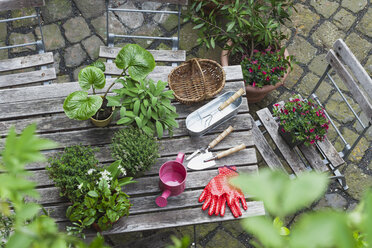 Gardening, different medicinal and kitchen herbs and gardening tools on garden table - GWF004708