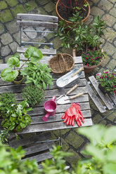Gartenarbeit, verschiedene Heil- und Küchenkräuter und Gartengeräte auf dem Gartentisch - GWF004709