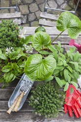 Gardening, different medicinal and kitchen herbs and gardening tools on garden table - GWF004710