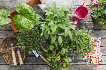 Gardening, different medicinal and kitchen herbs and gardening tools on garden table - GWF004711