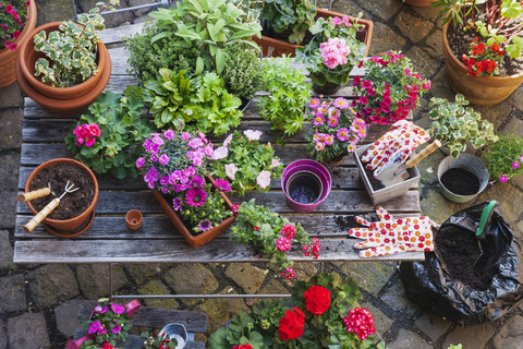 Gartenarbeit, verschiedene Heil- und Küchenkräuter und Gartengeräte auf dem Gartentisch, lizenzfreies Stockfoto