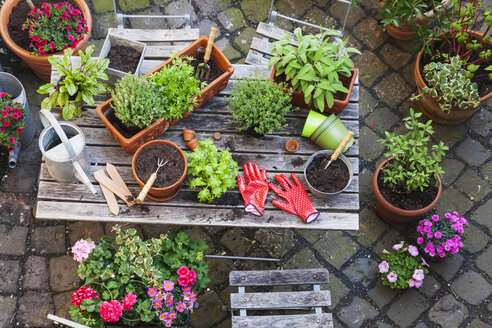 Gartenarbeit, verschiedene Heil- und Küchenkräuter und Gartengeräte auf dem Gartentisch - GWF004715