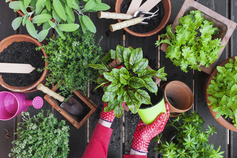 Gartenbau, Heil- und Küchenpflanzen, lizenzfreies Stockfoto