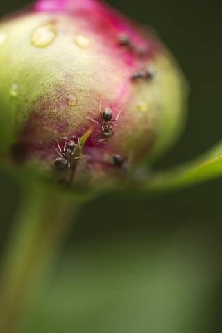 Ameisen auf der Knospe einer Pfingstrose, lizenzfreies Stockfoto