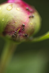 Ants on bud of peony - MYF001499