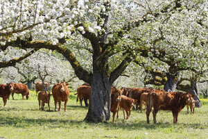 Deggenhauser Valley, cows on meadow, flowering apple trees - SIEF007023