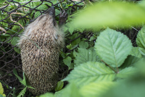 Hedgehog on a wire mesh fence - DEGF000808