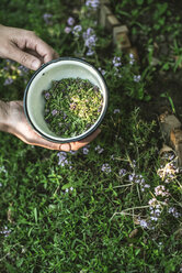 Woman's hands holding bowl of freshly picked thyme - DEGF000814