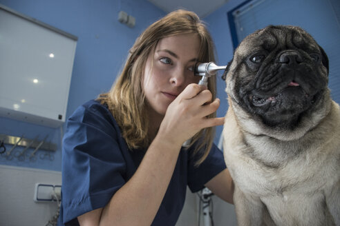 Tierarzt untersucht die Ohren eines Hundes mit einem Otoskop in einer Tierklinik - ABZF000613