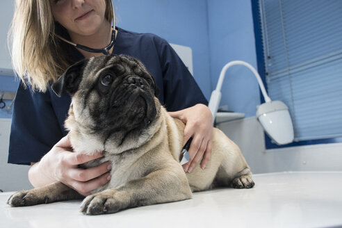 Tierarzt untersucht einen Hund mit Stethoskop in einer Tierklinik - ABZF000615