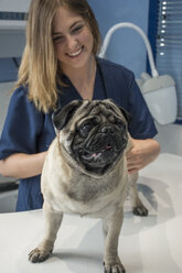 Porträt eines Mopses in einer Tierklinik, der von einem Tierarzt untersucht wird - ABZF000616